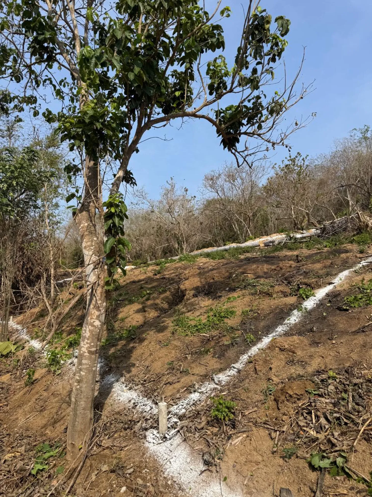 Árbol junto a líneas blancas trazadas en una ladera